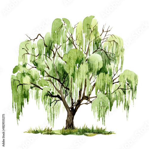 Watercolor willow green tree isolated on white background, Hand painted illustration