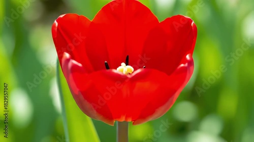 A single red tulip bud slowly opens in the sunlight.
