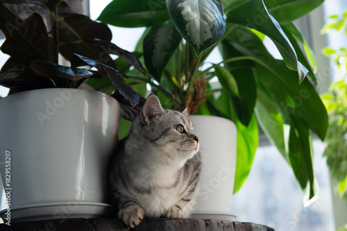 Gray tabby British kitten rests between houseplants on a wooden coffee table