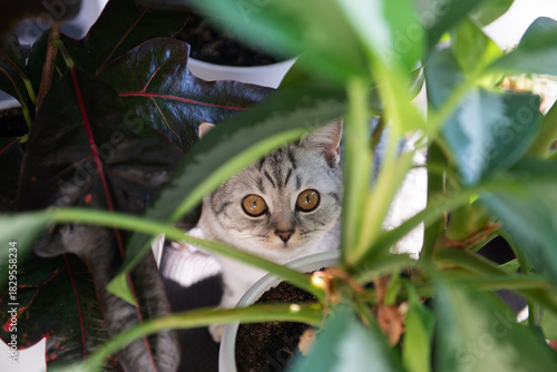 Gray tabby British kitten rests between houseplants on a wooden coffee table