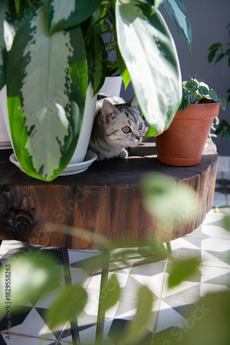 Gray tabby British kitten rests between houseplants on a wooden coffee table