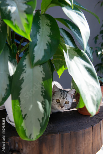 Gray tabby British kitten rests between houseplants on a wooden coffee table
