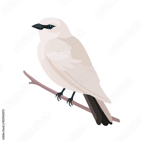Cuckooshrike, modern 2D flat vector illustration in icon style, isolated on pure white background.