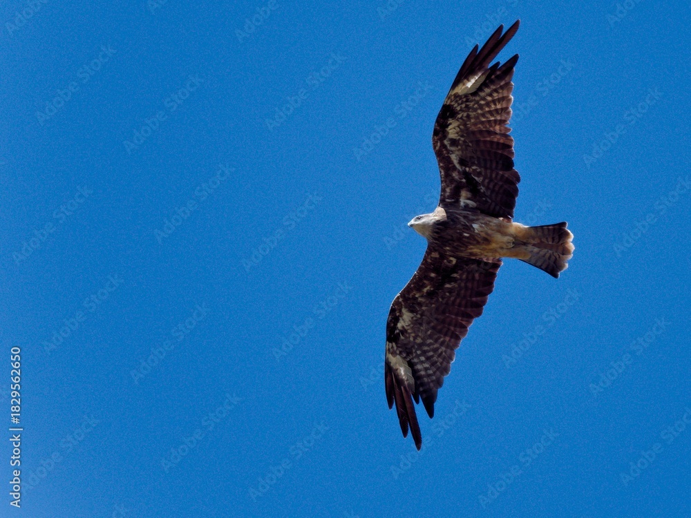 Obraz premium Majestic Black-eared Kite (Milvus migrans lineatus) soaring effortlessly in a bright blue, clear sky on a sunny day at Pak Phli, Nakhon Nayok Thailand
