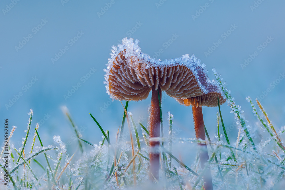 Naklejka premium Frosted Mushroom in a Snowy Meadow, cold winter morning background