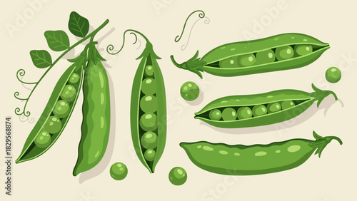 Fresh Pea Pod Collection – Organic Green Peas Vector Illustration
