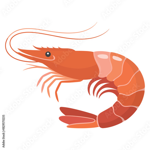 shrimp vector illustration
