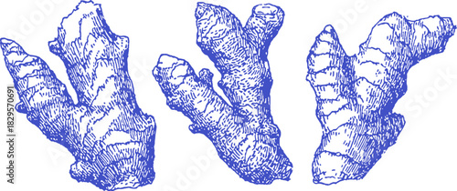 Three pieces of ginger root are displayed in blue. The ginger root is cut into three equal parts. vector illustration