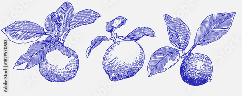 Three blue and white drawings of fruit. The fruit is an orange, lemon, and lime. The drawings are of the fruit's leaves and stems. vector illustration
