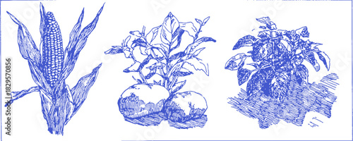 A blue and white drawing of three plants. The first plant is a cactus, the second is a plant with a leafy stem. vector illustration