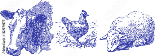 A cow, a chicken, and a sheep are shown in a blue and white drawing. The cow is on the left, the chicken is in the middle. vector illustration