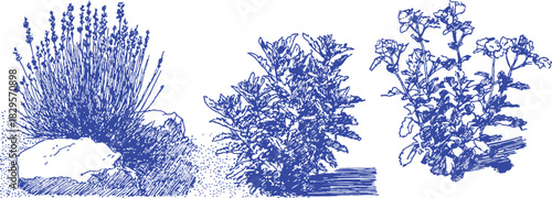 A blue and white drawing of three different plants. The first plant is a bush with purple flowers. vector illustration