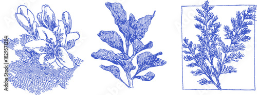 Three different drawings of plants, each with a unique focus. The left drawing showcases a flower, with its petals. vector illustration