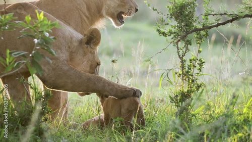 Lionesses caring for young cub in golden morning light in Masai Mara