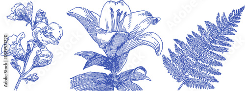 A blue and white drawing of a flower, a leaf, and a stem. The flower is a lily, with a delicate and intricate design. vector illustration