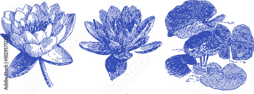 Three different types of flowers are shown in blue and white. The flowers are all different shapes and sizes. vector illustration