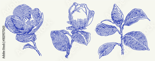 Three blue flowers are shown in the image. The flowers are in different positions and sizes. vector illustration