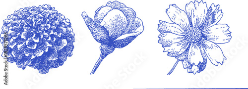 A blue flower with a white stem. The flower is in the middle of the image. There is another flower on the left side of the image. vector illustration