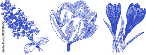 A blue and white drawing of three flowers. The left flower is a purple flower with a green stem. vector illustration