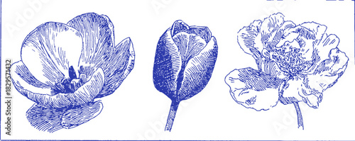 Three flowers are shown in a blue and white drawing. The flowers are all different sizes and shapes. vector illustration