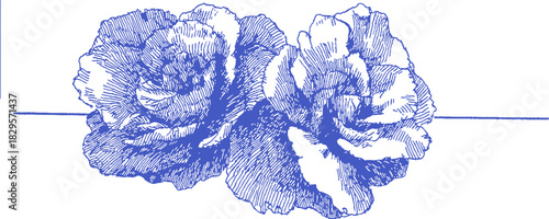 Two blue flowers are drawn in a blue and white background. The flowers are very close to each other. vector illustration