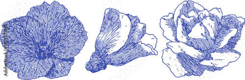 Three blue flowers are shown in the image. The flowers are all different sizes and shapes. The first flower is the largest. vector illustration