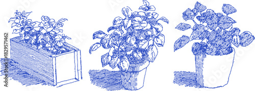 Three potted plants are shown in blue and white. The plants are in different sizes and are placed in different containers. vector illustration