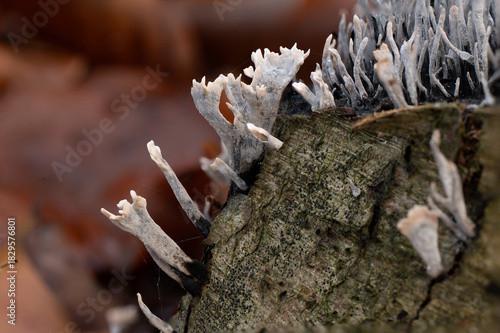 close up of candlestick fungi