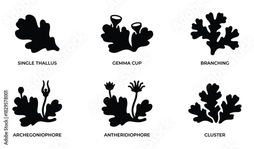 Set of black lichen icons showing various morphological forms like single thallus gemma cup branching and reproductive structures