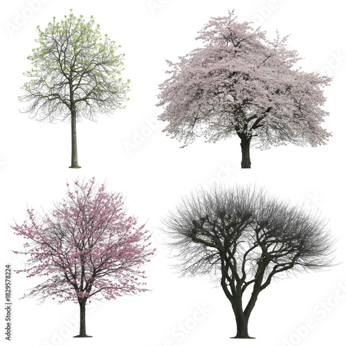 A clean, studio-style, isolated composition featuring four distinct trees against a pure white background. 