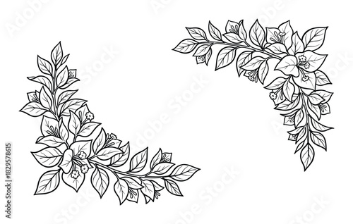 Detailed bougainvillea flower corner ornaments with blooming petals and lush leaves black and white outline