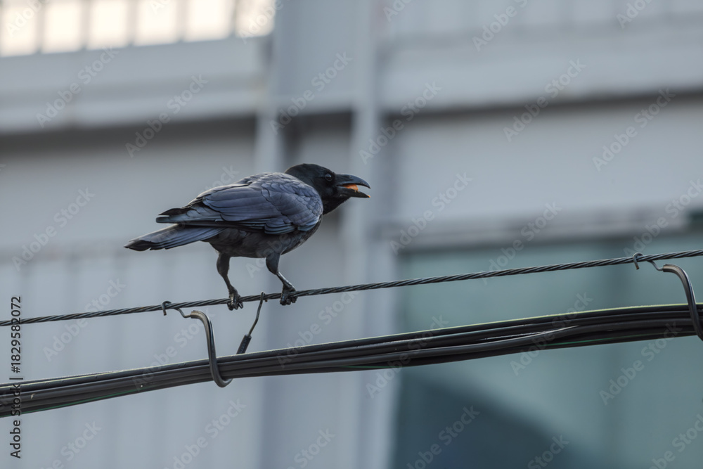 Naklejka premium 까마귀