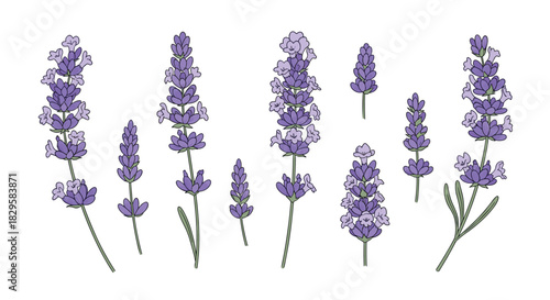 Beautiful collection of hand-drawn lavender flowers and sprigs in a delicate botanical style perfect for aromatherapy designs.