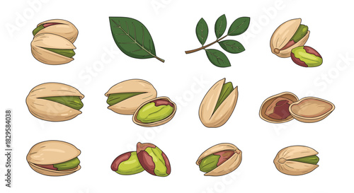 Collection of realistic pistachio nuts shown whole shelled and on a branch with leaves perfect for healthy food designs.