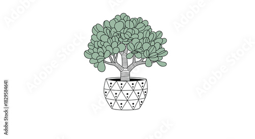 Hand-drawn illustration of a jade plant or money tree succulent in a stylish pot with a geometric black and white pattern.