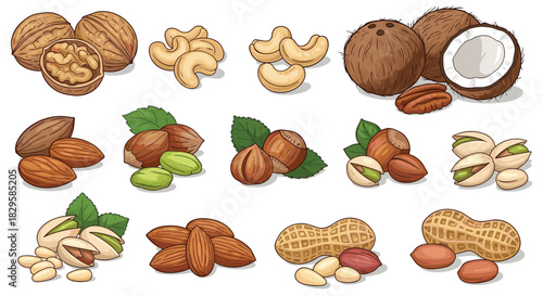 A large and diverse collection of popular nuts and seeds illustrated in a colorful cartoon style and isolated on a white background.