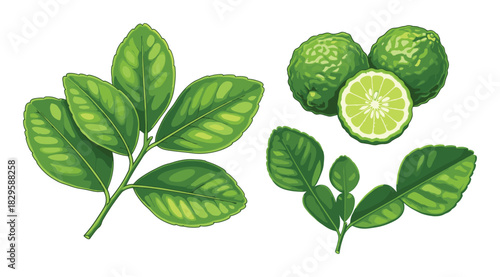 Fresh kaffir lime fruits and aromatic green leaves, Watercolor vector illustration