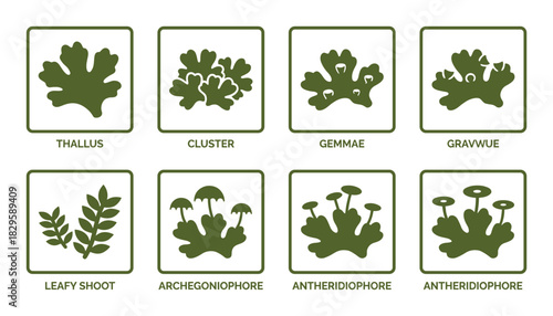Set of green lichen icons illustrating diverse growth forms including thallus cluster gemmae and reproductive structures