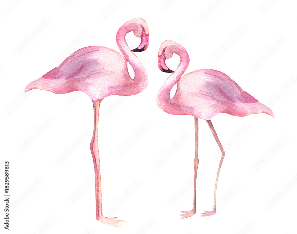 Fototapeta premium Watercolor illustration of pair of pink flamingos isolated on white background. Tropical bird with delicate plumage, perfect for Valentine's Day