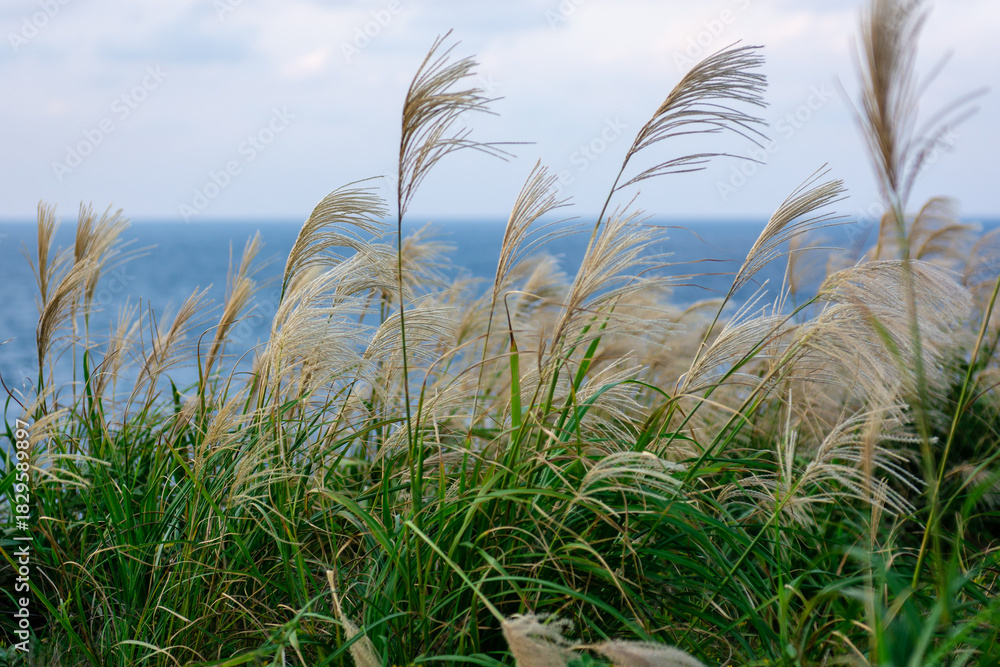 Naklejka premium grass and sky