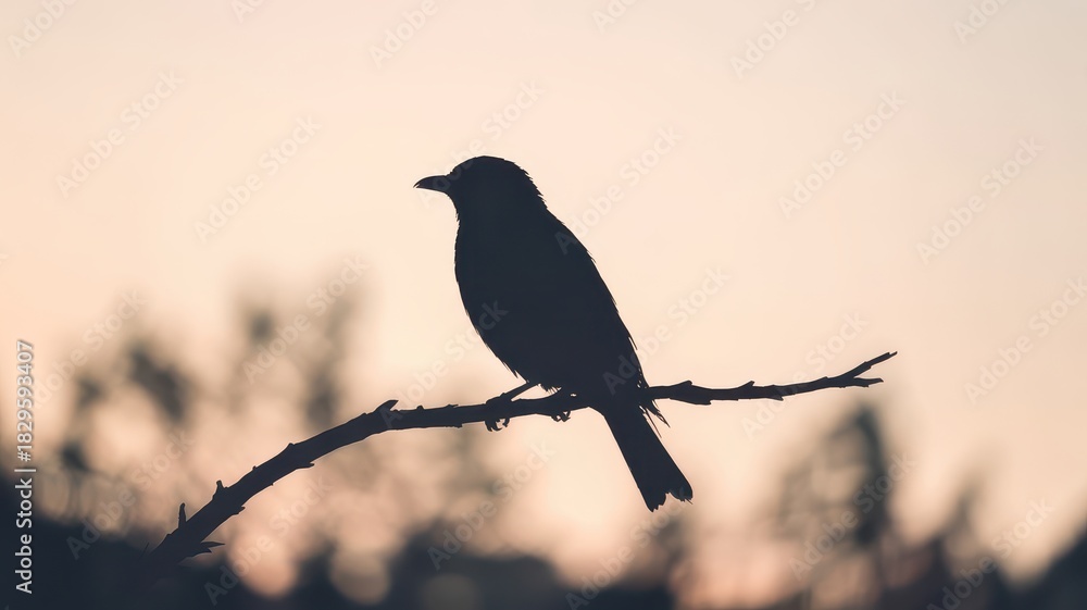 Fototapeta premium Mystical Bird Silhouette at Sunset on Branch