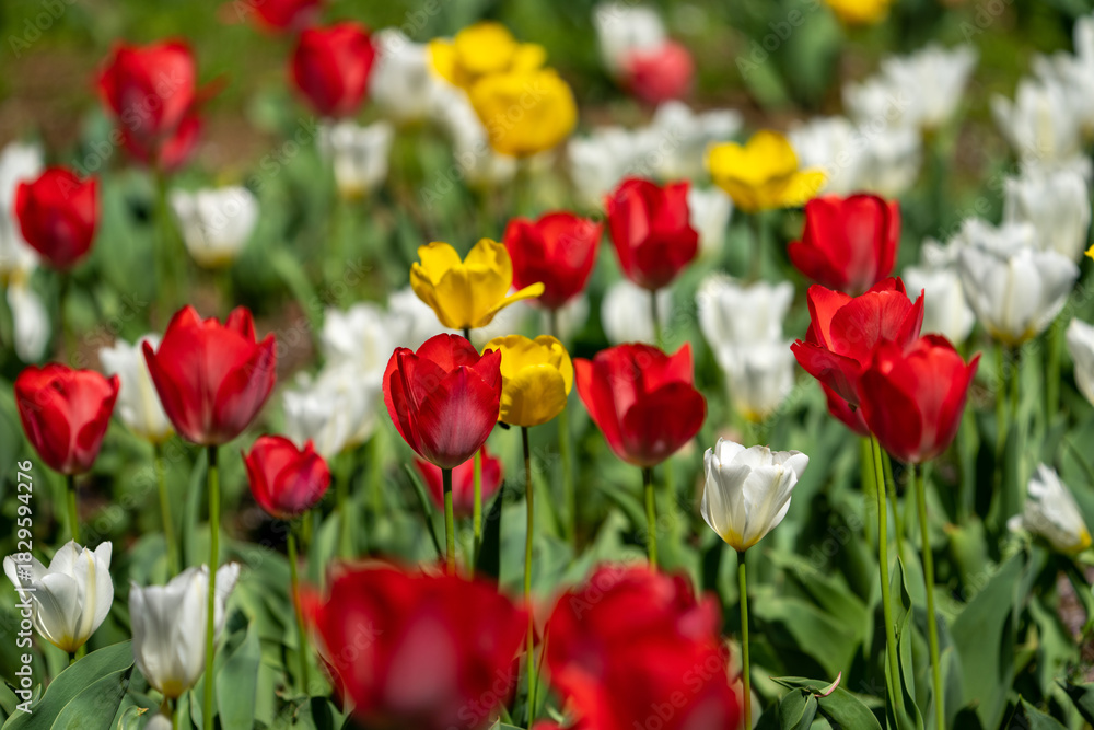 Fototapeta premium Colorful tulip field in full bloom