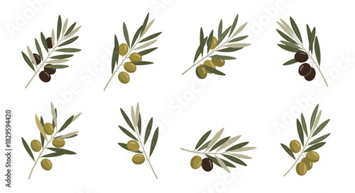 Stylized collection of eight olive branches with ripe black and green olives and natural leaves, presented on a clean white background.