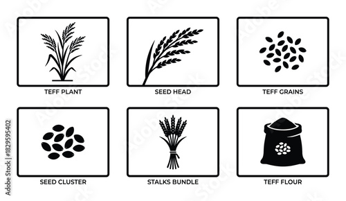 Teff plant production icon set showing seed head grains cluster stalks bundle and flour for agriculture and food industry