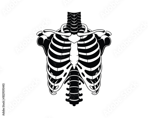 Human rib cage skeleton medical vector illustration