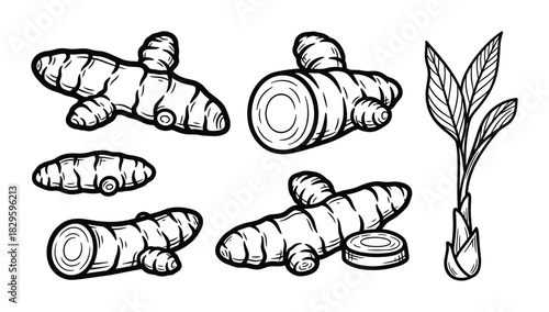 Set of turmeric roots and leaves in various forms hand drawn vector illustration