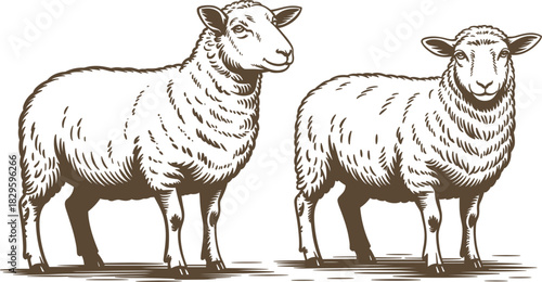 Vintage Engraving Style Sheep Vector Illustration, Farm Animal Sketch, Detailed Woodcut Art, Agriculture, Livestock, Hand-Drawn Farming Design