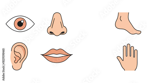 Illustration of human body parts: eye, nose, foot, ear, mouth, and hand.