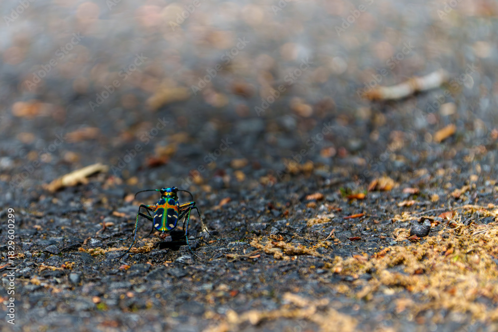 Fototapeta premium Macro shot of a colorful tiger beetle walking on asphalt