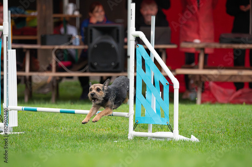 Border Terrier in agility competition. Border Terrier jumping over an obstacle.